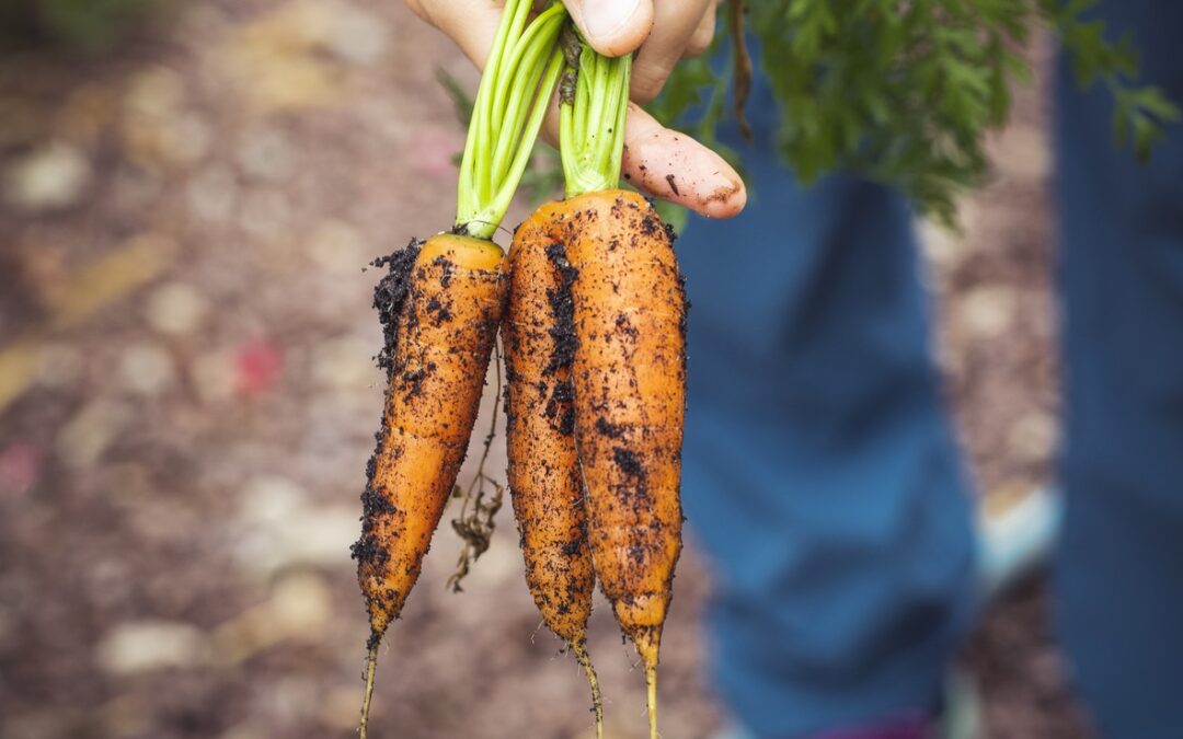 La méthode HACCP pour une meilleure hygiène agroalimentaire